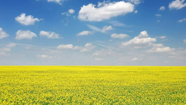 Drone shot of picturesque environment with vibrant colors for motion wallpaper concept. Beautiful nature of rural agricultural farmland with rapeseed crop. High quality 4k footage
