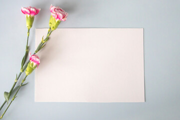 Minimalist layout of a white blank card or card with pink carnations as a frame on a blue background, room for your text or design