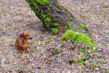 The brown short-haired dachshund is standing by a tree in the forest.
