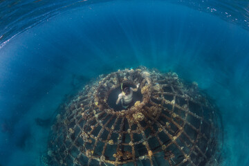 Man diving underwater, Perebutan, Bali, Indonesia