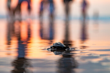 Baby turtle on beach at sunset, Seminyak, Bali, Indonesia
