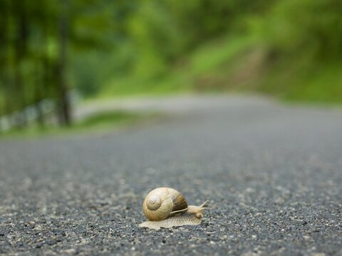 Snail crossing road in forest