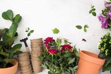 Spring gardening with blooming red rose and chrysanthemum and diffrent flowers in pots for planting top view on gray background. Womans hobby of growing houseplants concept.