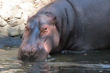 in a zoo in chiang mai (thailand)