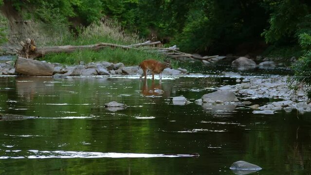 A shot tracking a beaver swimming across a river, in the distance a White-tailed deer wades through the shallow rocky waters as it crosses to the other side, Canada