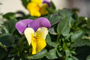 パンジー17 ビオラ