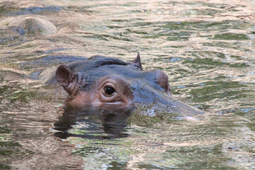 hippopotamus in a zoo in chiang mai (thailand)