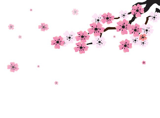 Obraz premium Pink Sakura flower isolated on transparent background. Cherry blossom PNG.