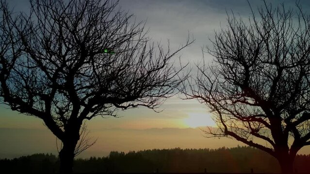 Drone flying backwards during sunrise through tree silhouettes.