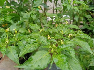 pohon cabe yang berbunga