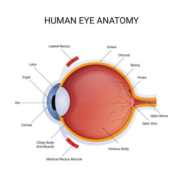 anatomy vector illustration of structure human eye
