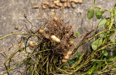 Closeup of Harvested Peanut Pods with Roots with Selective Focus