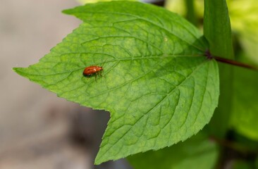 Small Ladybug Sitting on Roselle Plant Leaf with Selective Focus