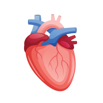 Human heart vector, medical and healthcare design illustration
