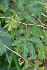 Closeup of Touch Me Not Plant or Mimosa Pudica with Leaves, Also Known as Sleepy Plant or Sensitive Plant