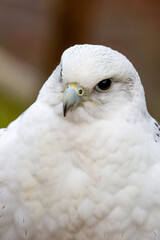 Gyrfalcon (Falco rusticolus) closeup portrait