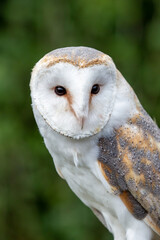 Barn owl (Tyto alba) portrait