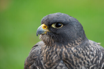 Closeup of a falcon showing head, eye and beak, side profile