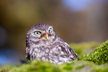 Little owl (Athene noctua), also known as the owl of Athena or owl of Minerva