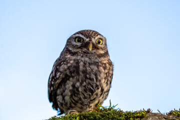 Little owl (Athene noctua), also known as the owl of Athena or owl of Minerva