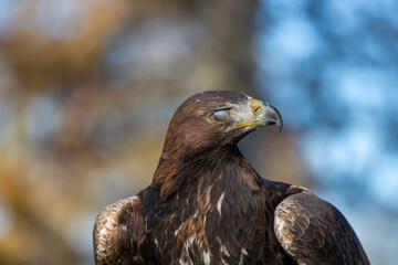 Golden Eagle (Aquila chrysaetos) close up of head, side profile with blinking eye