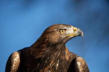 Golden Eagle (Aquila chrysaetos) close up of head, side profile