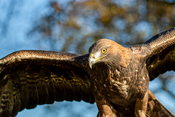 Golden Eagle (Aquila chrysaetos) closeup of head with wings open