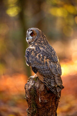 Long-eared owl (Asio otus) also known as the lesser horned owl or cat owl