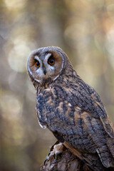 Long-eared owl (Asio otus) also known as the lesser horned owl or cat owl