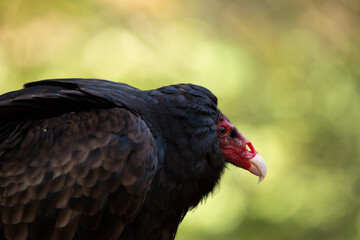 Turkey Vulture (Cathartes aura) with blurred background. Side profile