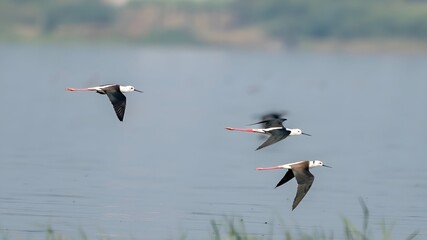 The black-winged stilt (Himantopus himantopus)