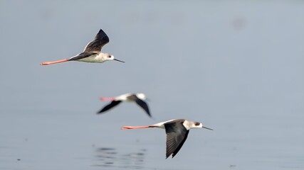 The black-winged stilt (Himantopus himantopus)