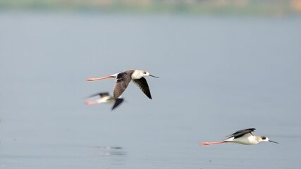 The black-winged stilt (Himantopus himantopus)