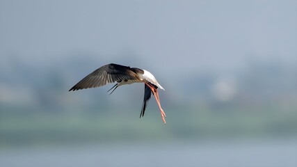 The black-winged stilt (Himantopus himantopus)