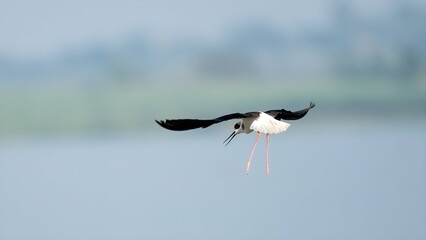 The black-winged stilt (Himantopus himantopus)