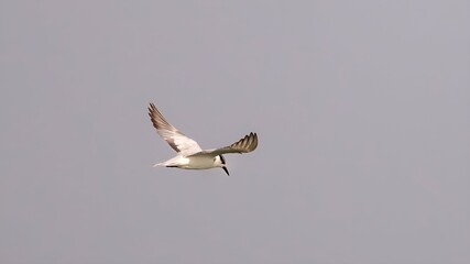 The whiskered tern (Chlidonias hybrida)