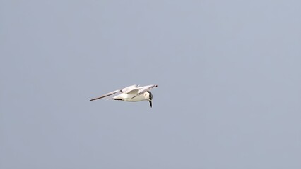 The whiskered tern (Chlidonias hybrida)
