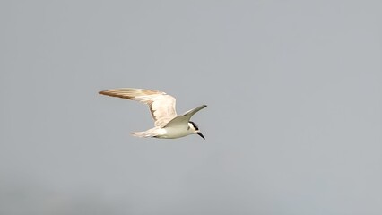 The whiskered tern (Chlidonias hybrida)