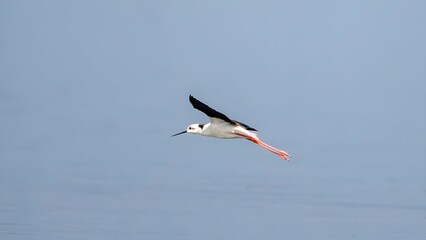 The black-winged stilt (Himantopus himantopus)