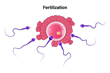 Fertilization egg and sperm cells vector. Ovum and spermatozoon. Reproductive cell. Gamete structure. - obrazy, fototapety, plakaty