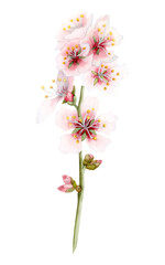 Cherry blossom watercolor branch with blooming pink almond tree flowers. Realistic sakura floral illustration ion white
