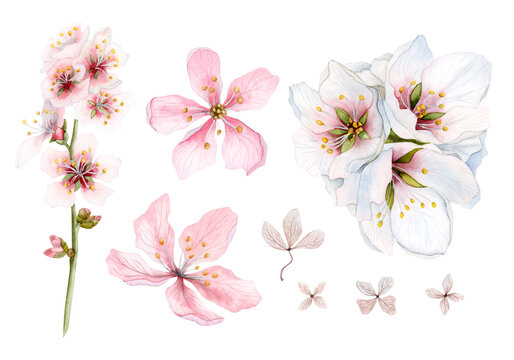 Watercolor set of pink spring flowers isolated on white background. Cherry blossom bouquet, sakura, apple