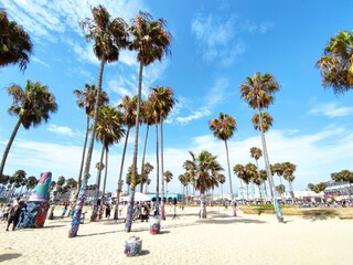 palms on beach