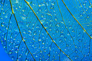 feaf skeleton with rain drops - macro photograph