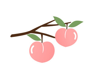 Peach fruit with green leaves isolated on white background vector.