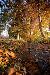 Autumn in the park, stream, trees