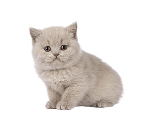 Adorable lilac British Shorthair cat kitten, sitting up side ways. Looking straight to camera. Isolated cutout on a transparent background.