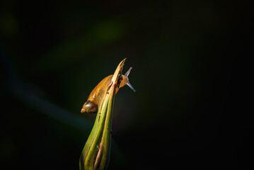 SNAIL - Small animal on meadow plants