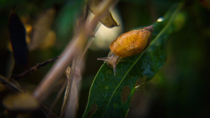 SNAIL - Small animal on meadow plants