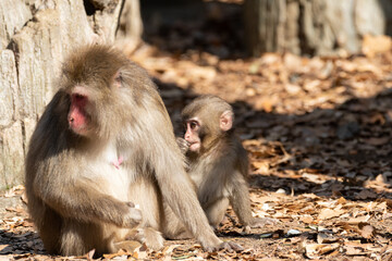ニホンザルの親子